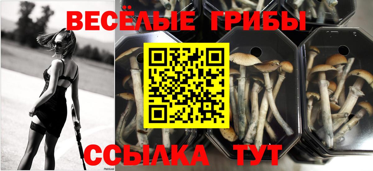 Саяногорск  Псилоцибиновые грибы GOLDEN TEACHER  Вход с VPN 